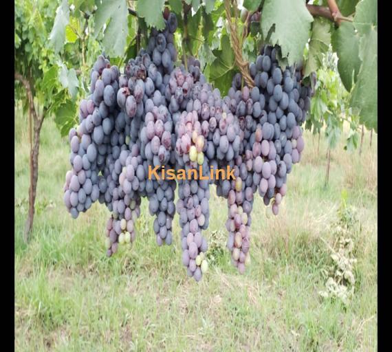 Special Seedless Grapes yard For Rent