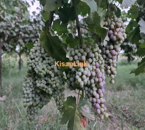 Special Seedless Grapes yard For Rent