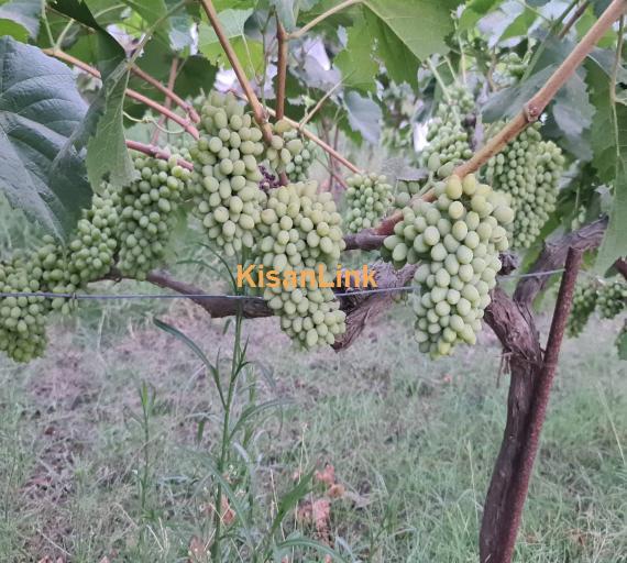 Special Seedless Grapes yard For Rent