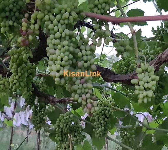 Special Seedless Grapes yard For Rent