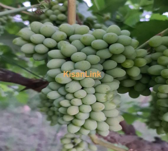 Special Seedless Grapes yard For Rent