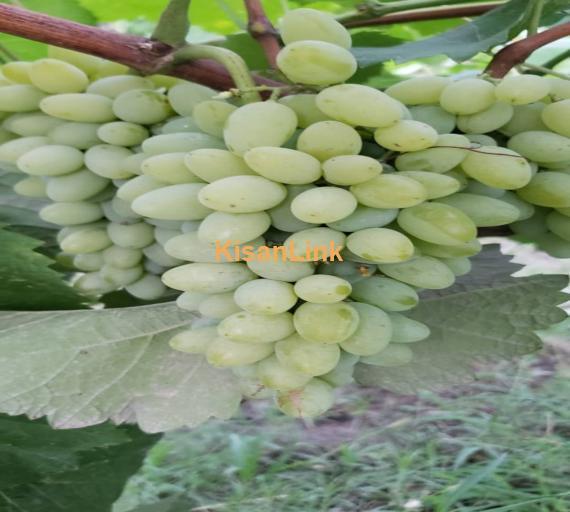 Special Seedless Grapes yard For Rent