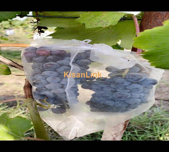 Special Seedless Grapes yard For Rent