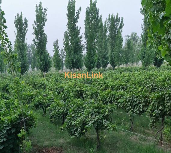 Special Seedless Grapes yard For Rent