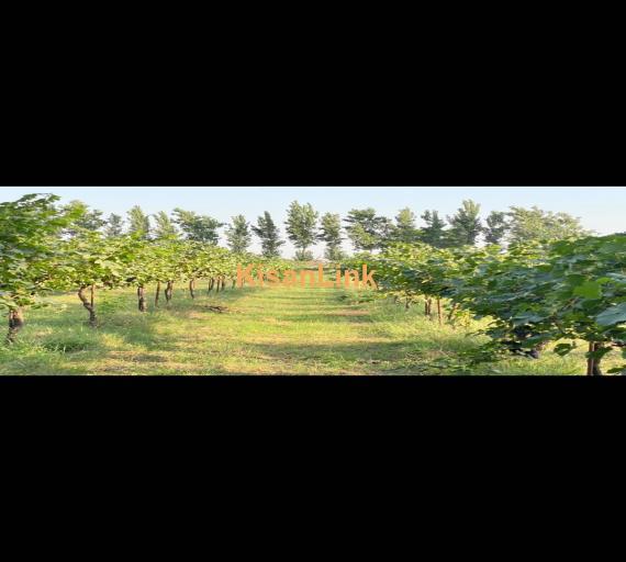 Special Seedless Grapes yard For Rent