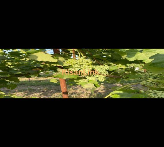 Special Seedless Grapes yard For Rent