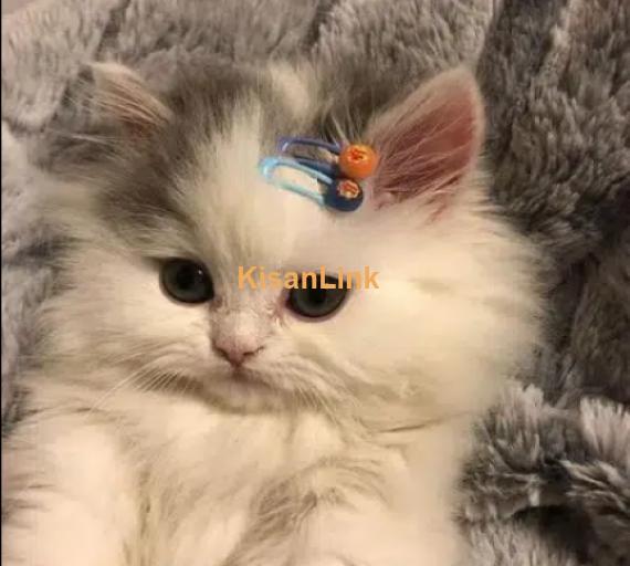 Persian kitten and Cats For Sale