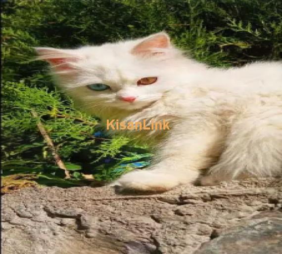 Persian kitten and Cats For Sale