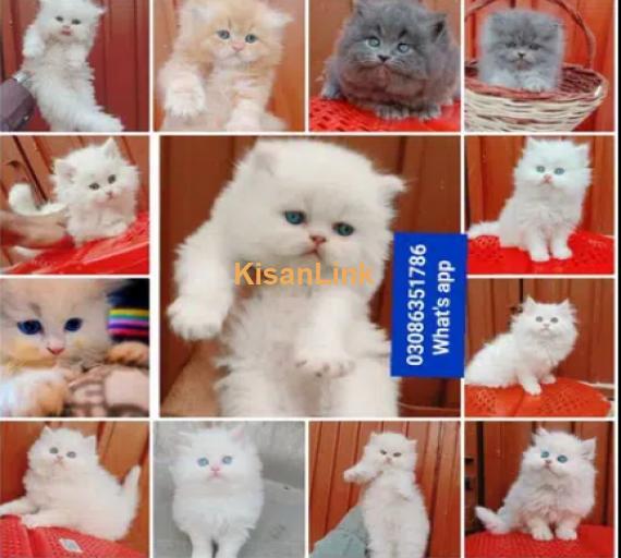 CASH ON DELIVERY High Quality Persian kitten or Persian cat Babies