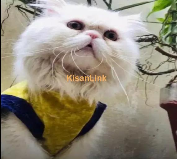 4 Piki bloodline Stud Male and Female Cats/ Kittens for sale