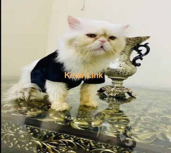 4 Piki bloodline Stud Male and Female Cats/ Kittens for sale