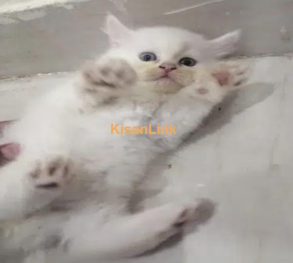Persians kitten