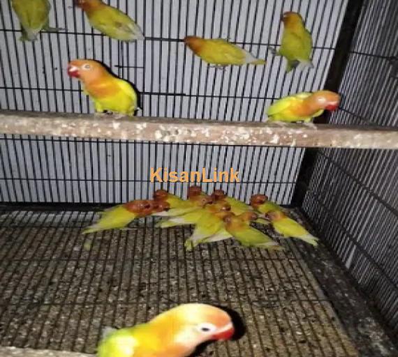 Latino personata black eye love birds parrot