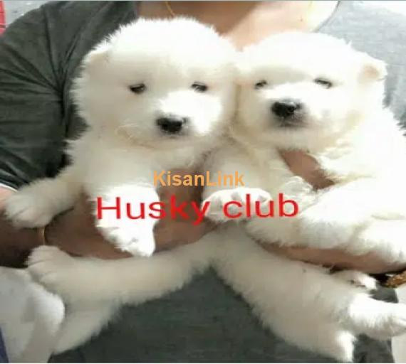 husky club