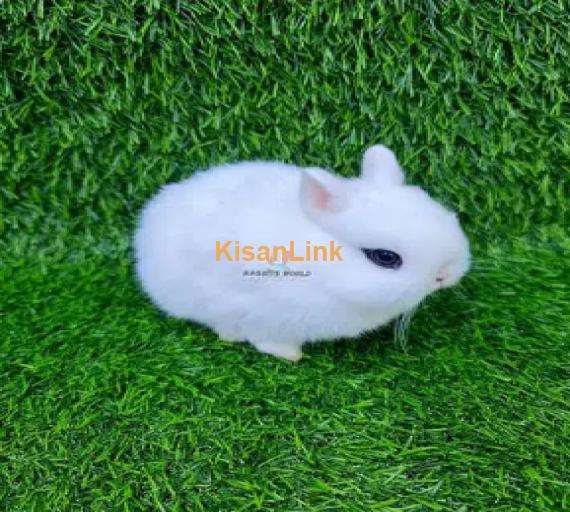 Dwarf hotot fancy pet rabbits