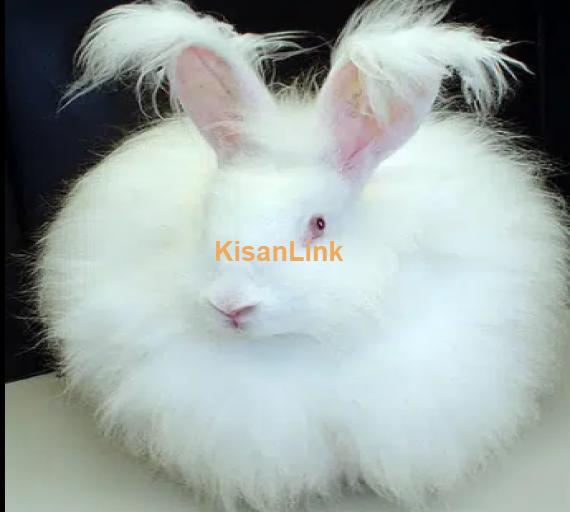 English Angora Rabbits - 100% Pure Breed For sale -Fluffy Rabbit Breed
