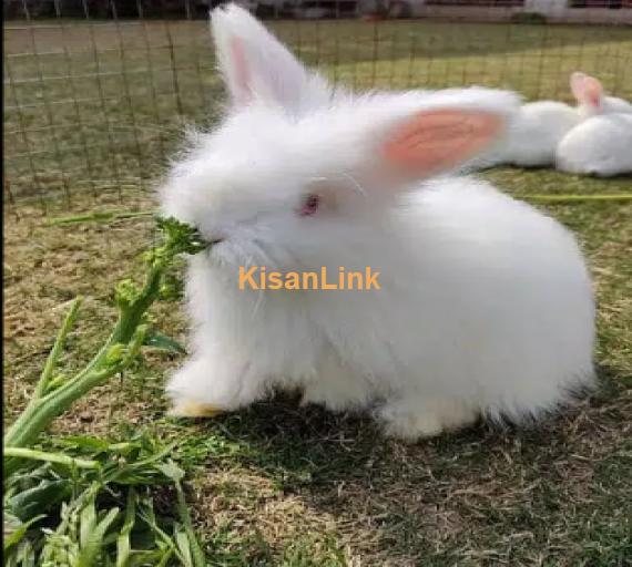 English Angora Rabbits - 100% Pure Breed For sale -Fluffy Rabbit Breed