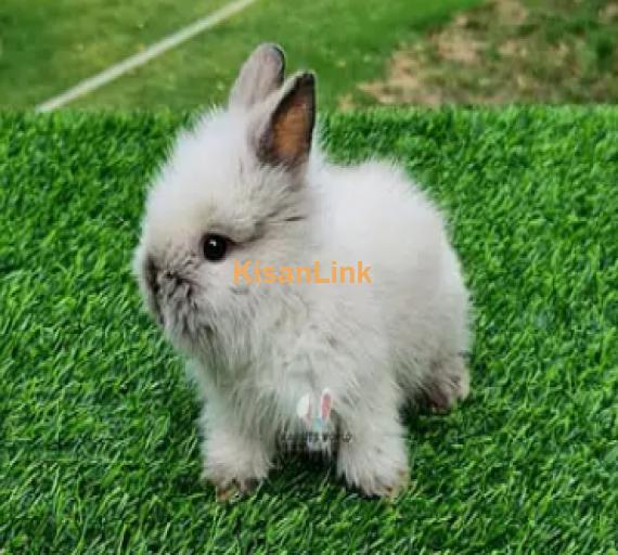 Imported rabbit Hotot / lionhead / teddybear / Holland lop