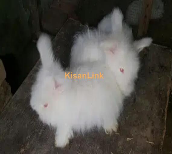 English angora rabbit