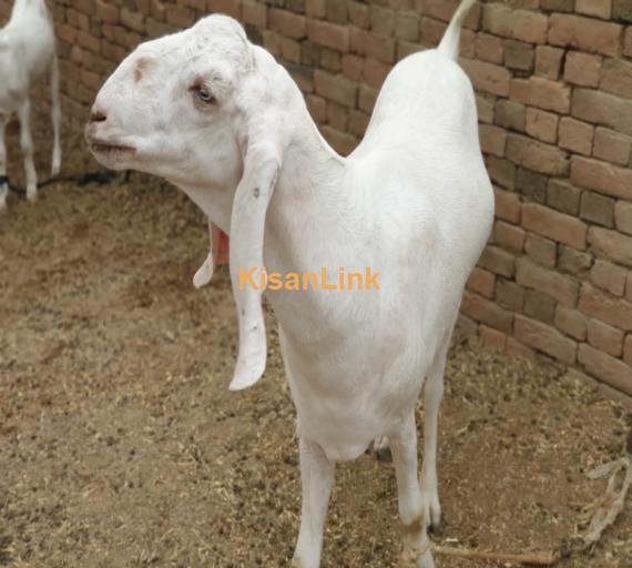 Qurbani Goat