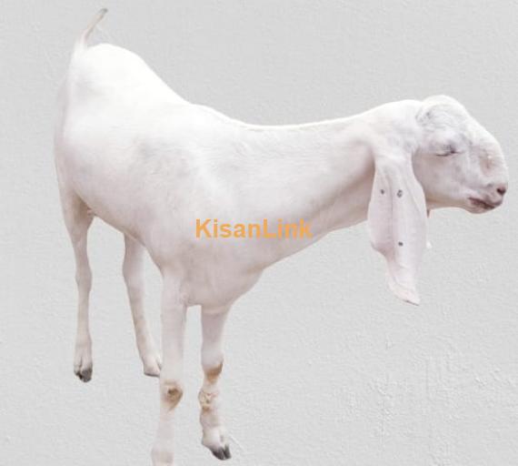 Qurbani Goat