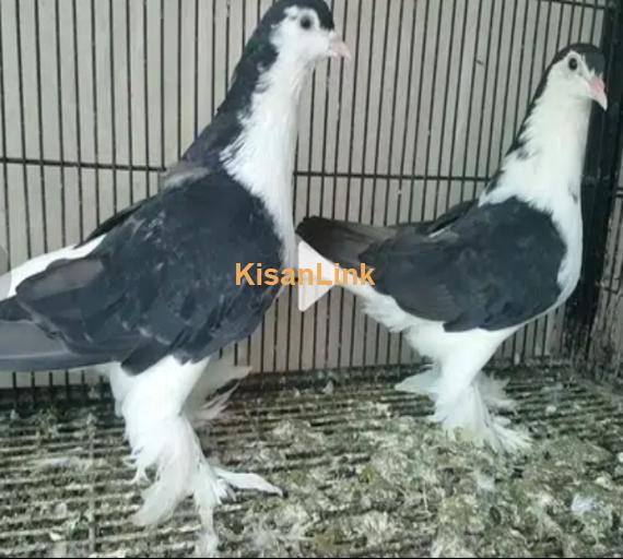 American Fantails & Lahori Shirazi Imported Fancy Pigeons Available