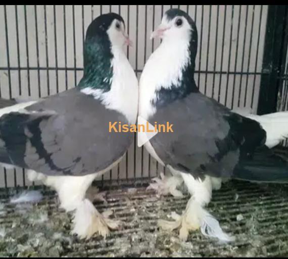 American Fantails & Lahori Shirazi Imported Fancy Pigeons Available