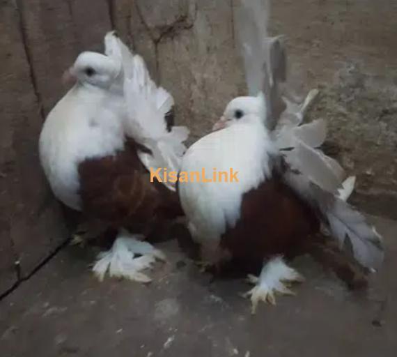 Lahori Shirazi n American Fantails Imported Fancy Pigeons Online