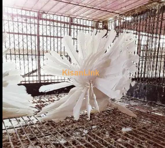 American fantail pigeon bahrain import chicks pair