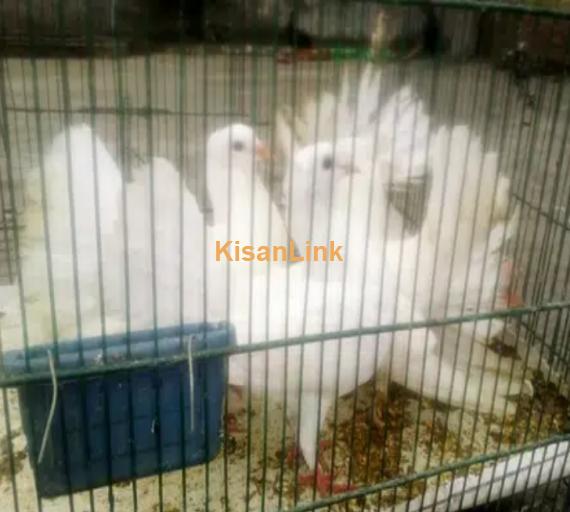 White Lakka pigeons double bell bottom for sale.