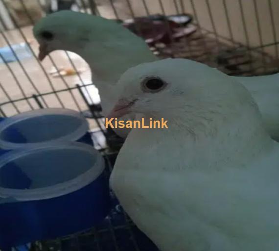 Laka Pigeons ( Very Rare Breed )