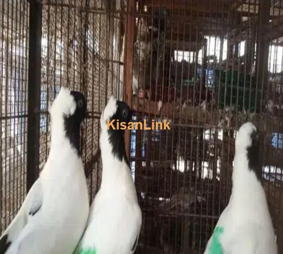 nun pigeon pair 7 say 8 kali ka pair A+ Quality