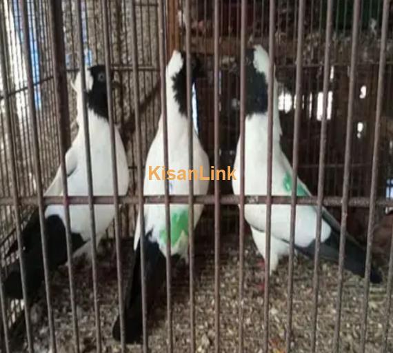 nun pigeon pair 7 say 8 kali ka pair A+ Quality