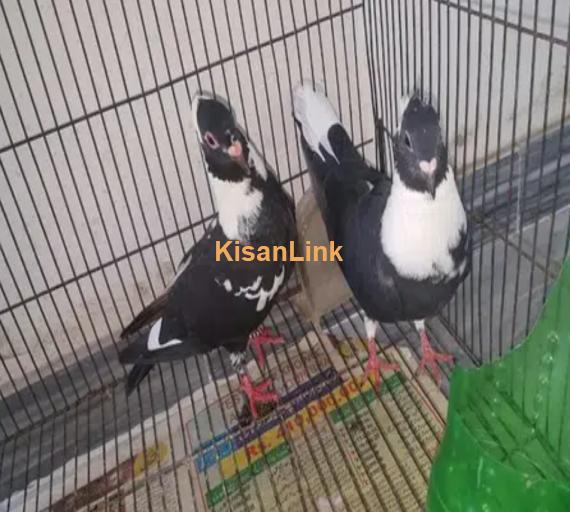 pigeons pair for sale