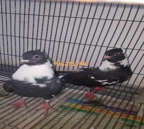 pigeons pair for sale
