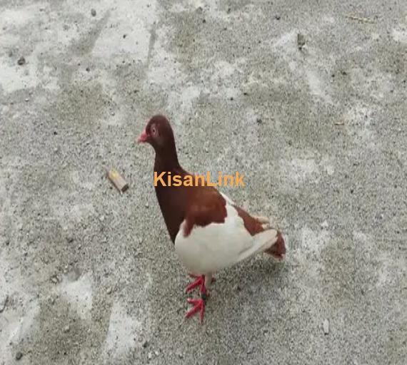 best pigeon