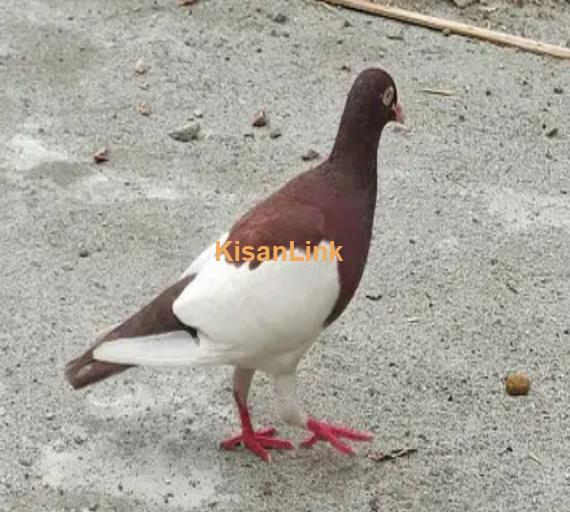 best pigeon