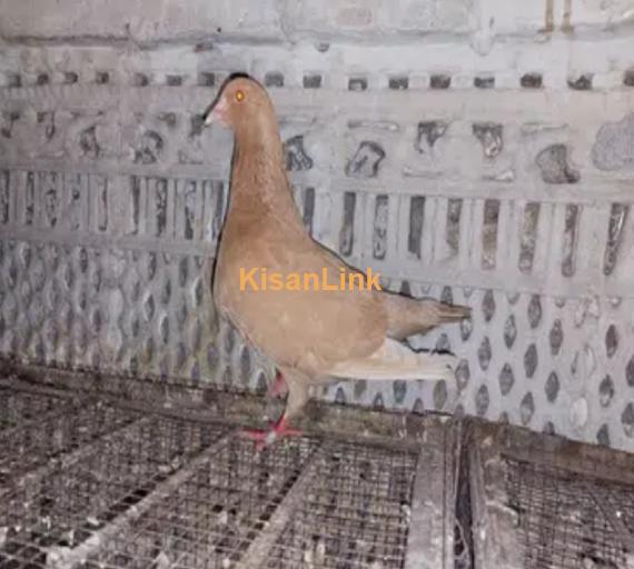 Excellent Quality Yellow king Female pigeon