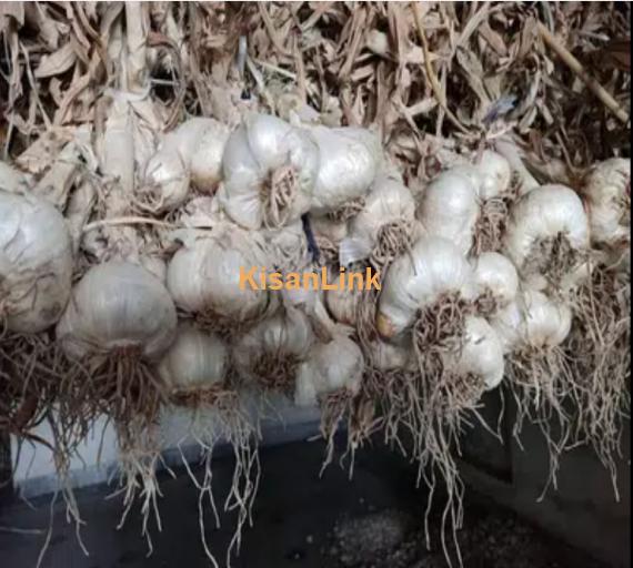 Dry NARC G1 Garlic