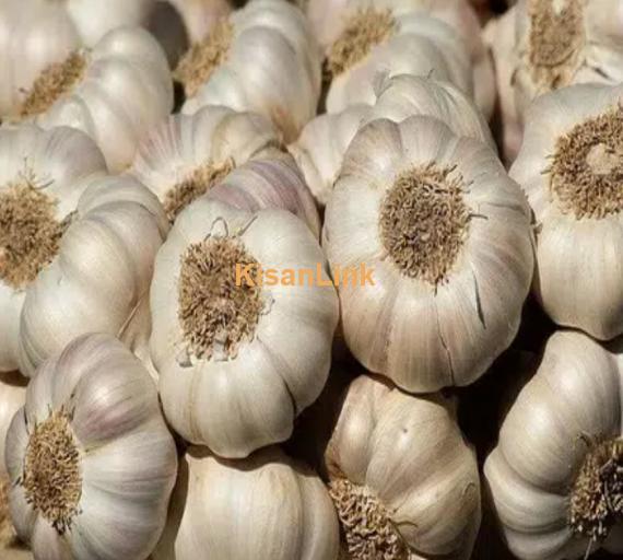 G1 garlic