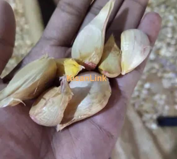 NARC G1 Garlic Full Dry (Thurian)