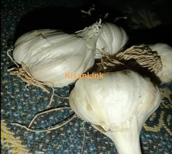 Garlic