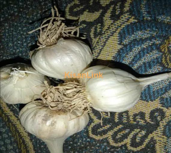 Garlic