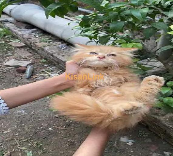 persian kittens for sale