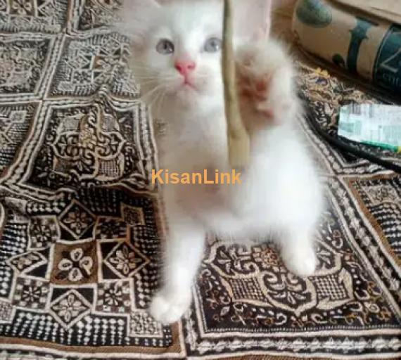 parsian white male Kitten gray eyes