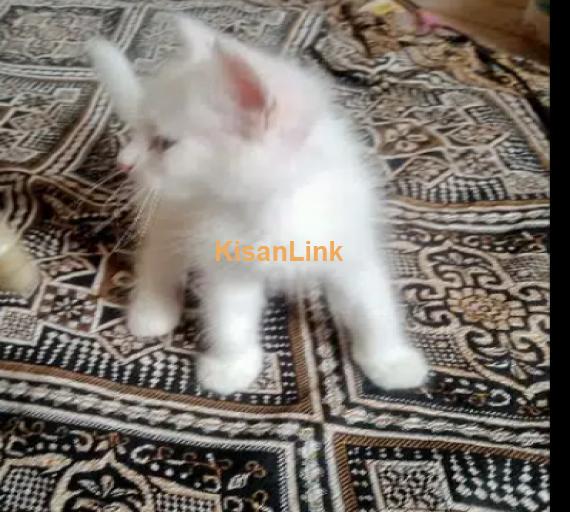 parsian white male Kitten gray eyes