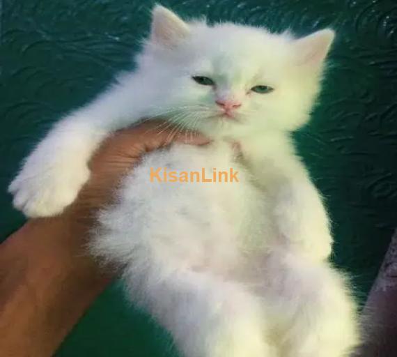 very cute Persian kittens for sale