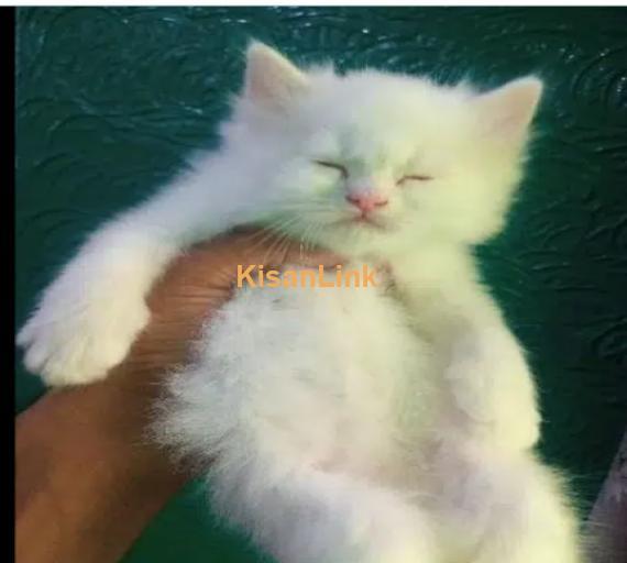 very cute Persian kittens for sale