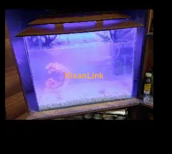 Fish Aquarium