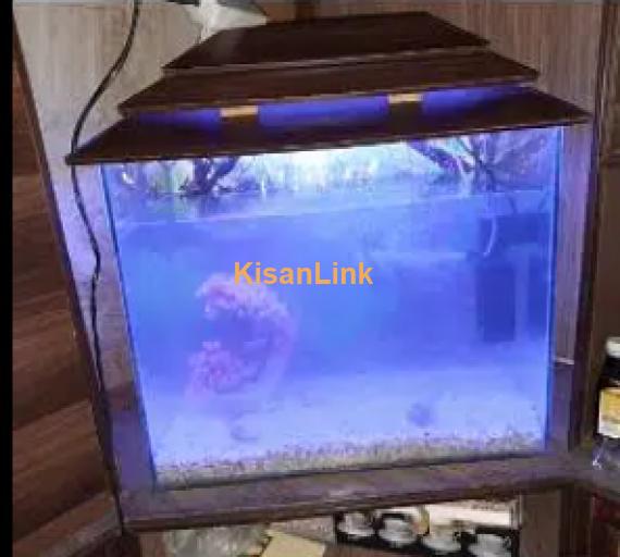 Fish Aquarium